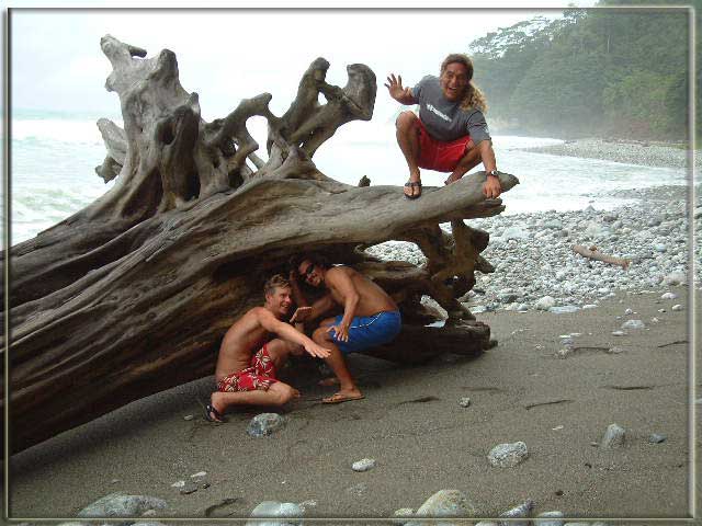 Scotty, George & Rodrigo surfin' the tree @ Matapalo