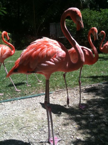 afamilyofpinkflamingosthenassauzoobahamas.jpg
